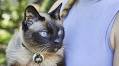Feline Calicivirus: When Your Kitty's Cold Becomes Serious