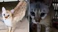 Watch Touching Moment Pregnant Cat ‘Asks for Help’ Delivering Her Babies