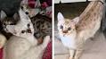 Clever cat asks for help with the birth of her babies in heartwarming video