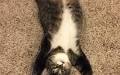 Meet contestants Fluff to Kobe in our Cutest Cat contest (photos)