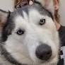 Pet Adoption Tuesday: Meet Khaleesi!
