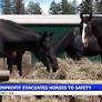 Spokane's Humane Evacuation Animal Rescue Team moves ranch horses to safety
