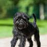 Ewok-Like Dog Breeds: 6 That Make Great Pets