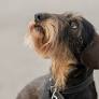 Stunning Dachshund Who Looks Like an Ewok Completely Lights up During Ear Scratches