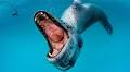 The Ferocious Predator Who Defied Expectations — and Offered Me Dinner