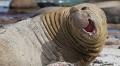 Nat Geo Photographer Paul Nicklen Reveals He Was Almost Killed by Horny Elephant Seal