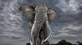 C. Parker Gallery : Cristina Mittermeier & Paul Nicklen : Hope and Reverence