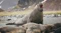Renowned Wildlife Photographer Almost Died Filming This Animal