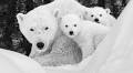Climate Change Isn’t the Only Threat to Polar Bears