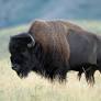 The American bison: How this powerful icon is restoring the prairie