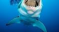 Dive Deep Into Shark Week With These 11 Photos of Great White Sharks