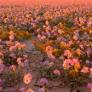 Death Valley’s Rare ‘Superbloom’ Leaves World Awestruck! ‘Once-In-Lifetime Miracle’