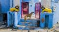The Indian street photographer capturing moments of serendipity
