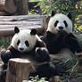 Beyond the Pandas, Chengdu Is China’s LGBTQ Capital and a Gastronomic Gem