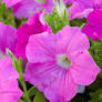 This Best-Selling Petunia Has Been Making Waves in Our Gardens for 30 Years