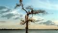 How the Industrialization of the Amazon Is Transforming Brazil