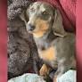 'I saw a little nose poke around the corner': Puppy found after three months lost
