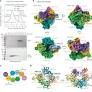 Structural insight into how RAD51 paralog exchange regulates RAD51 filament formation