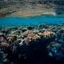 Coral reefs are secretly connected across vast oceans – and that’s crucial for their survival