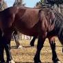 Missoula residents invited to weigh in on Lower Miller Creek horses