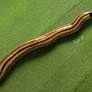 A strange, hard-to-kill worm is turning up across Texas