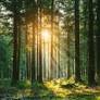 Tracey Tsihlakis Obituary - Redmond, WA