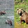 Wildlife Breakthrough: Rare Brown Bear Family Spotted At 2,500 Metres In Himachal's Kinnaur