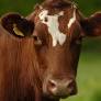The humane factor
