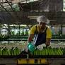 In the midst of a banana crisis, BANA calls for a broader conversation