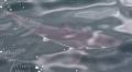 Whale watchers spot 2 great white sharks in waters off Gloucester, Mass.