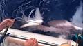 Fishermen catch huge shark - only to discover it's been eaten by something even bigger