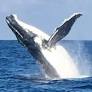 It’s whale season – and your first instinct is wrong