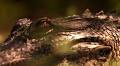 Swamp People recap: Willie's creature from the Black Lagoon, Big T, Mr. Daniel, Frenchy and Gee back too