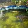 He dropped a fish in the pond when a monster swallowed it whole, caught on camera
