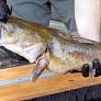 Record: Angler lands giant 2.5-metre catfish