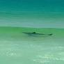 Shark appears in waves at tranquil Nantucket beach, stunning onlookers