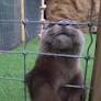 They thought the otter would stay, but it wouldn’t let go