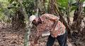 Cocoa Traders Seek Edge From Old-School Counters Amid Turmoil