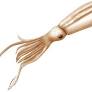 Scientists identify giant squid DNA in Western Australia