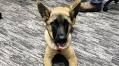 Meet Kimber, The Sartell Police Department’s K9 Calendar Girl