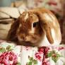The pet I’ll never forget: Tilly, the rabbit who taught us how to raise a family