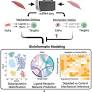 Mesenchymal Stromal Cell-Mediated Intercellular Communication: Mapping the Interactome for Skeletal Muscle Homeostasis and Regeneration