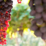 Madeline Puckette cracks the code to understanding fine Valpolicella wine blends