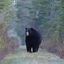 New Bear Safety Rule Highlights How Increased Visitation Influences Wildlife in the White Mountains