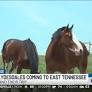 Budweiser Clydesdales in Knoxville to support first responder scholarships