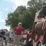 Budweiser Clydesdales visit Savannah for America 250 parade