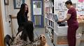 Haines visiting veterinarians slammed by high demand