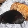 Our Cats' Favorite Beds Are Also Tunnels, Caves, and Couches — and They Start at Just $11