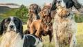 The 4 best dog breeds to own, according to a celebrity vet