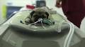 The truth about that pug 'X-ray' picture